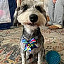 animal, blue_ball, bow_tie, carpet, close_up, companion, couch, cute, dog, domestic, furniture, home, indoor, living_room, patterned_rug, person, pet, sitting, slippers, toy
