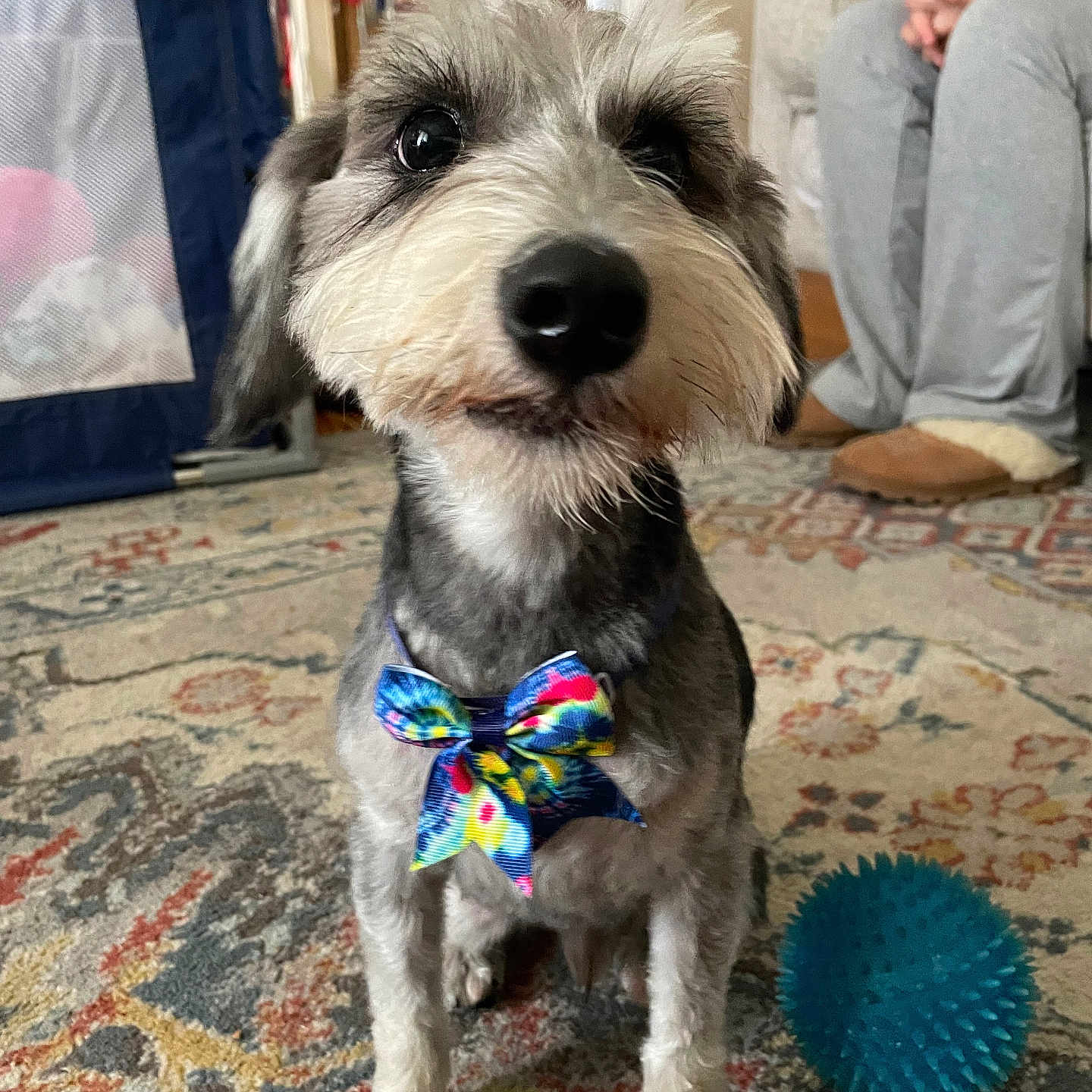 Benny is registered to the contest to win money with this photo: animal, blue_ball, bow_tie, carpet, close_up, companion, couch, cute, dog, domestic, furniture, home, indoor, living_room, patterned_rug, person, pet, sitting, slippers, toy
