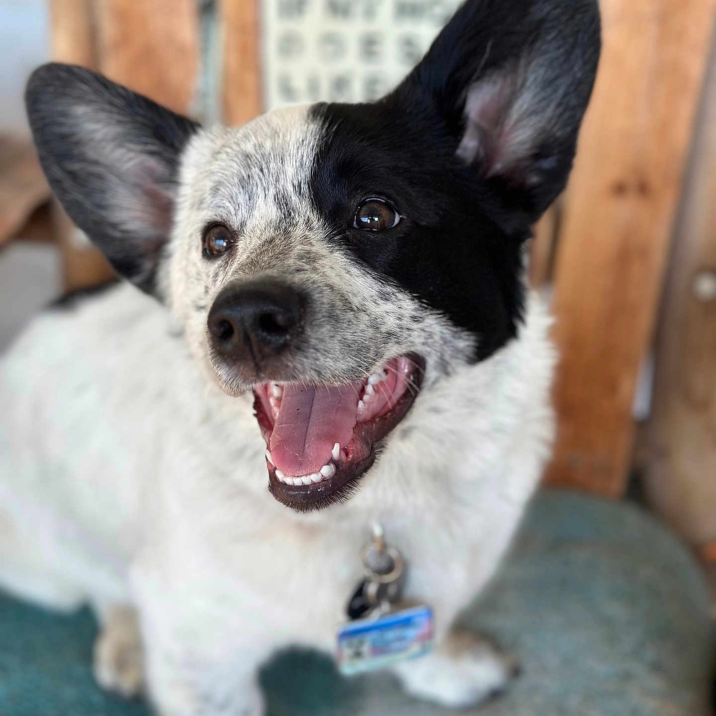 Sitka is registered to the contest to win money with this photo: accessories, animal, ball, bodypart, bulldog, canine, chihuahua, dog, frenchbulldog, hound, husky, leash, mouth, person, pet, puppy, snout, strap, teeth, tongue