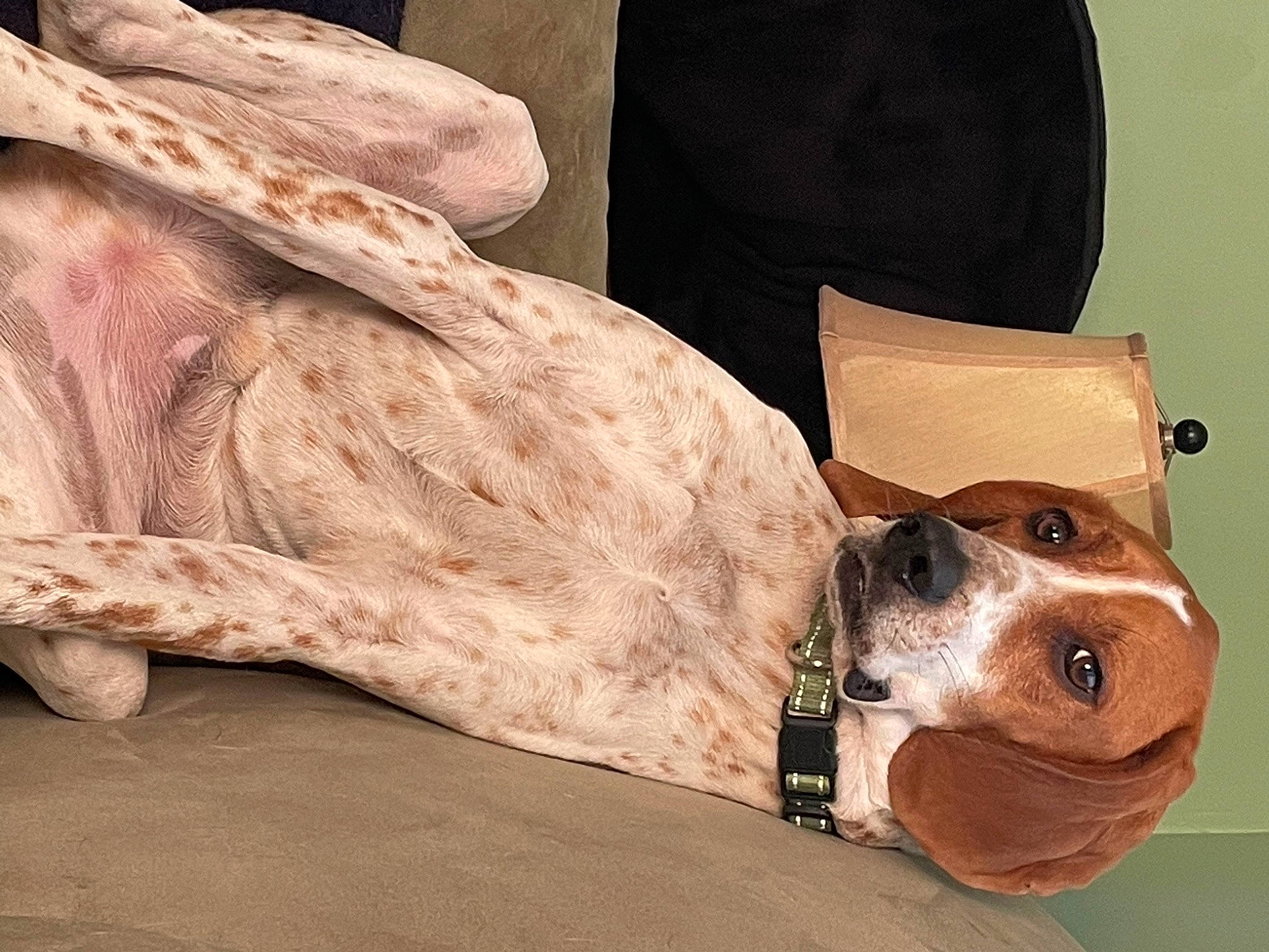 Cooper is registered to the contest to win money with this photo: art, canidae, carnivore, collar, comfort, companion_dog, dog, dog_breed, dog_collar, dog_supply, fawn, flooring, hardwood, human_leg, linens, snout, sporting_group, whiskers, wood, working_animal