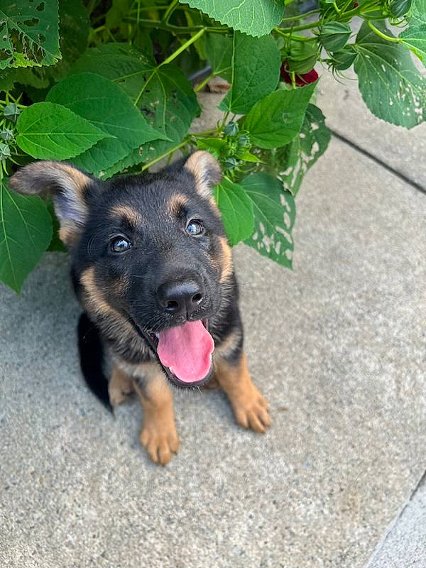 Berry joined the competition — help win amazing prizes! annual_plant, canidae, carnivore, companion_dog, dog, dog_breed, east_european_shepherd, fawn, german_shepherd_dog, guard_dog, herding_dog, king_shepherd, old_german_shepherd_dog, paw, plant, snout, sporting_group, street_dog, working_dog