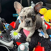 Odin is registered to the contest to win money with this photo: dog, french_bulldog, puppy, car_interior, blanket, stuffed_toy, water_bottle, car_keys, center_console, seat, close_up, big_ears, brindle, wet_nose, paw, cute, travel, passenger, fabric_pattern, toy_duck