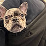 Odin joined the competition — help win amazing prizes! dog, french_bulldog, puppy, hoodie, pocket, person, close_up, indoors, store, ceiling_lights, black_clothing, pet_hair, whiskers, ears, snout, brown_eyes, portrait, cute, companion, pet