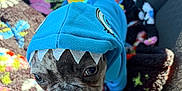 Odin is registered to the contest to win money with this photo: dog, french_bulldog, pet, hoodie, shark_costume, costume, car_interior, car_seat, blanket, colorful_blanket, close_up, canine_face, whiskers, fur, nose, eyes, hood, travel, sunlight, adorable