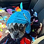 dog, french_bulldog, pet, hoodie, shark_costume, costume, car_interior, car_seat, blanket, colorful_blanket, close_up, canine_face, whiskers, fur, nose, eyes, hood, travel, sunlight, adorable