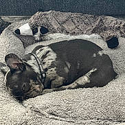 Odin joined the competition — help win amazing prizes! dog, puppy, brindle_coat, sleeping, dog_bed, blanket, plush_toy, stuffed_animal, indoor, cozy, pet, pet_collar, carpet, couch, fur, napping, cute, small_dog, relaxed, sleepy