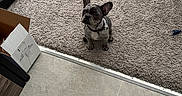 Odin joined the competition — help win amazing prizes! animal, box, carpet, collar, cute, dog, domestic, ears_up, floor_transition, french_bulldog, home, indoor, looking_up, pet, puppy, sitting, small_dog, tile_floor, yellow_bag, young_dog