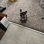 puppy, french_bulldog, dog, carpet, tile_floor, indoor, pet, cute, small_dog, box, yellow_bag, floor_transition, ears_up, looking_up, collar, domestic, home, animal, young_dog, sitting