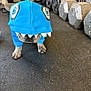 Odin is registered to the contest to win money with this photo: dog, puppy, pet, hoodie, costume, shark_costume, blue, paws, nose, muzzle, gym, weights, dumbbells, rubber_floor, flooring, indoor, small_breed, cute, funny, clothing