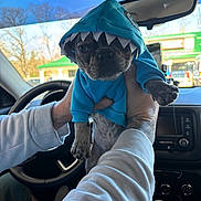 Odin is registered to the contest to win money with this photo: dog, puppy, blue_hoodie, shark_costume, car_interior, steering_wheel, dashboard, human_hand, window, daylight, trees, outdoor, pet, costume, animal_clothing, cute, small_dog, holding, vehicle, casual