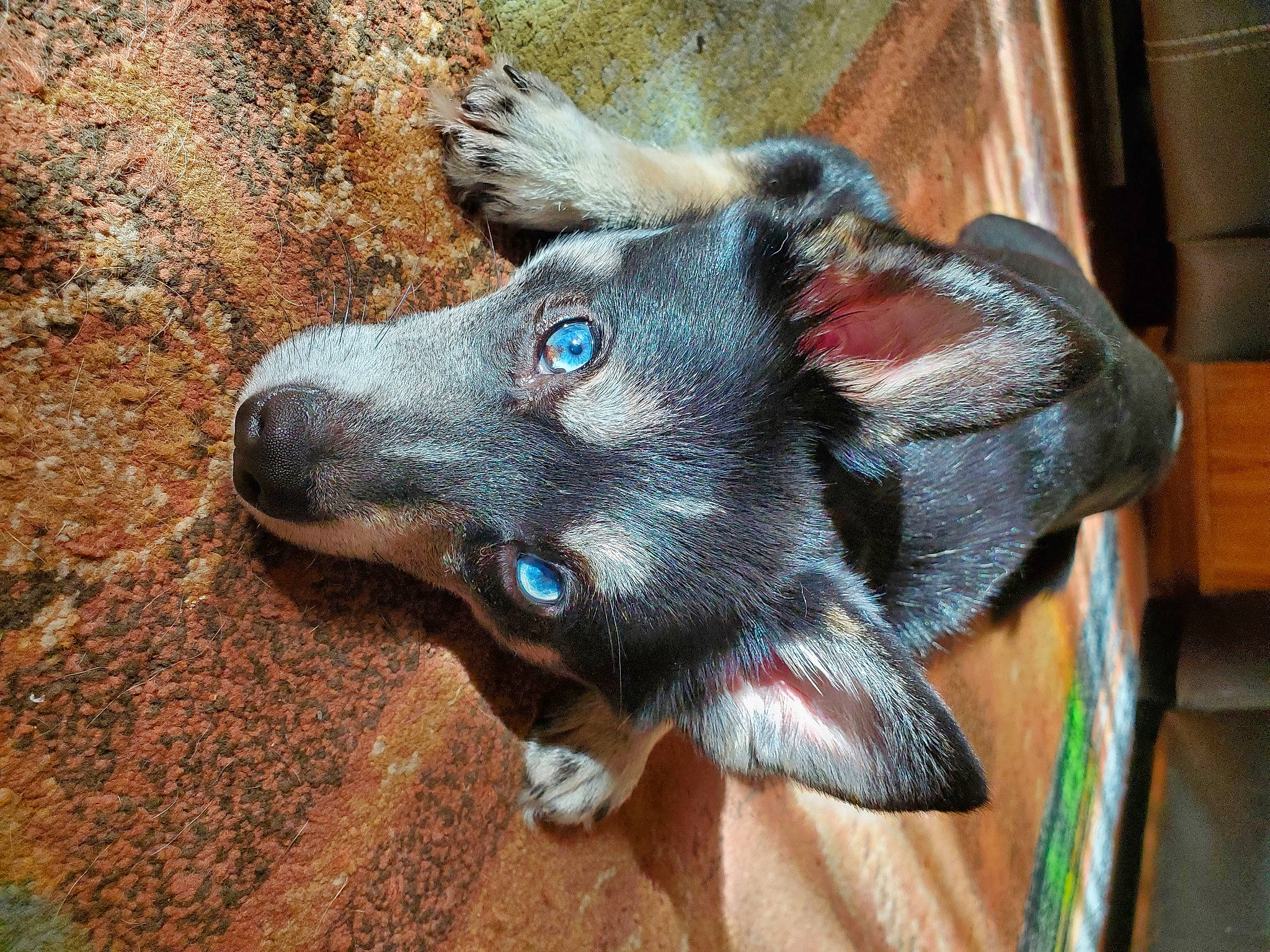 Koda is registered to the contest to win money with this photo: canidae, carnivore, dog, dog_breed, koolie, mammal, snout, vertebrate, whiskers