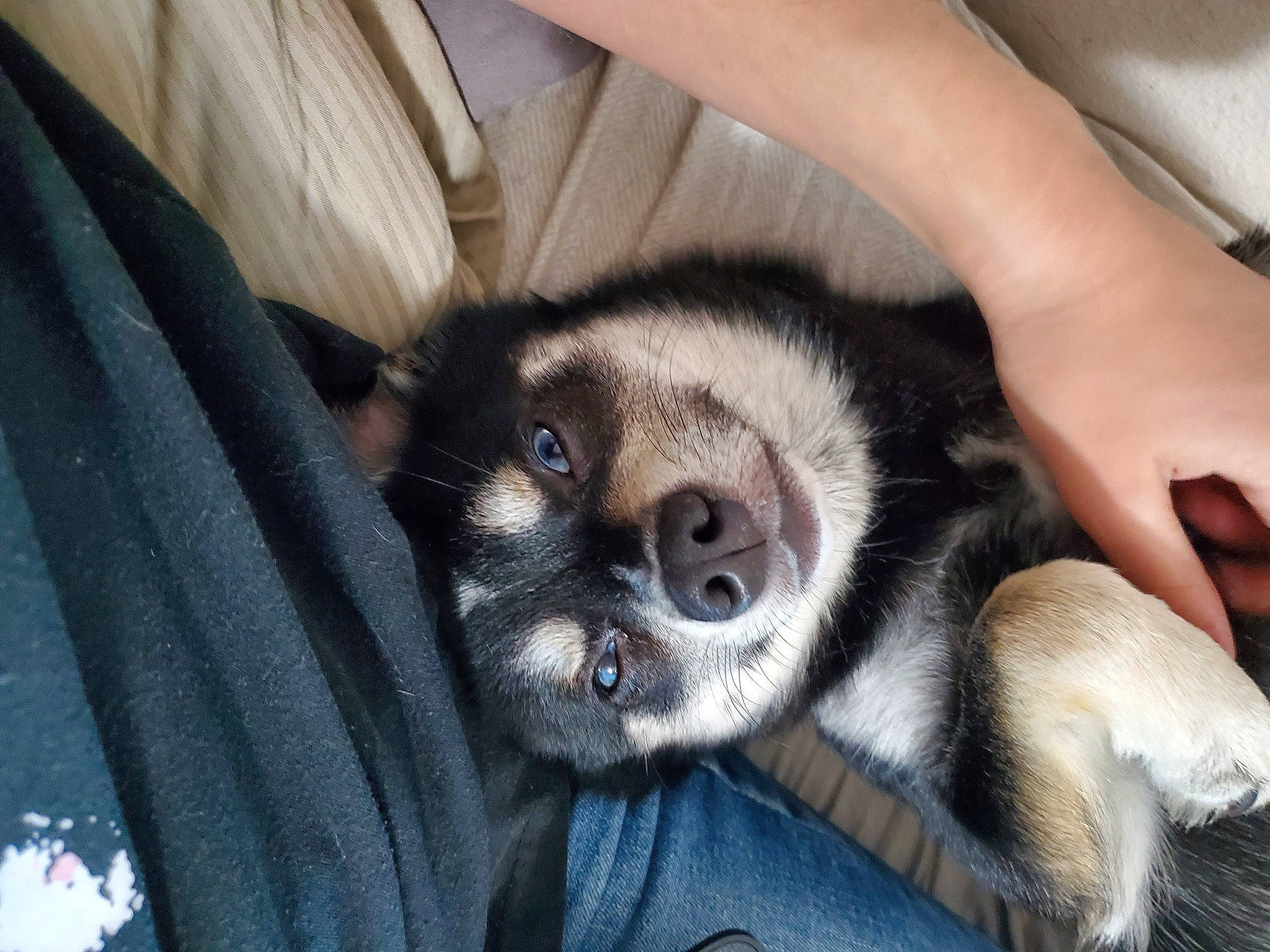 Koda joined the competition — help win amazing prizes! canidae, carnivore, dog, dog_breed, mammal, norwegian_elkhound, nose, puppy, puppy_love, snout, vertebrate, whiskers