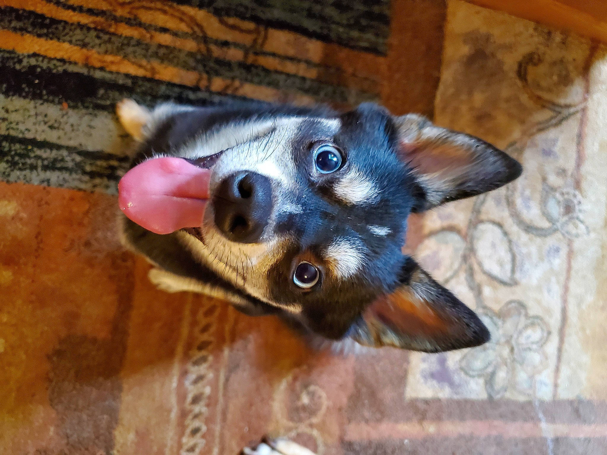 Koda is registered to the contest to win money with this photo: canidae, carnivore, dog, dog_breed, mammal, miniature_pinscher, snout, toy_dog, vertebrate