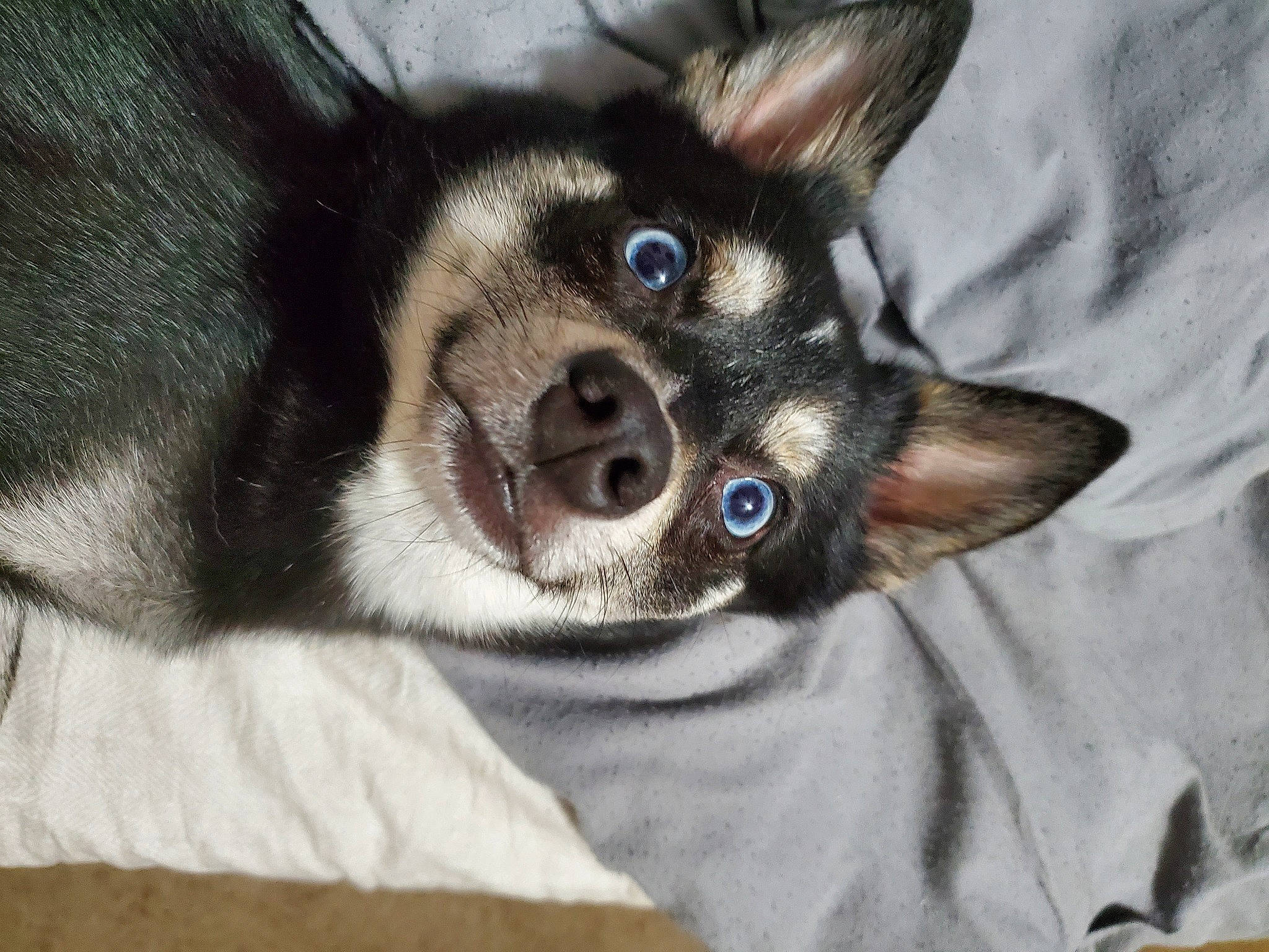 Koda joined the competition — help win amazing prizes! alaskan_klee_kai, canidae, carnivore, chihuahua, corgi_chihuahua, dog, dog_breed, ear, mammal, miniature_siberian_husky, nose, rare_breed_dog, rat_terrier, siberian_husky, snout, vertebrate, whiskers