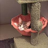 Louis joined the competition — help win amazing prizes! cat, tabby_cat, cat_tree, hammock, pet, indoor, furniture, relaxed, curious, animal, cozy, soft_texture, green, coral, resting, whiskers, ears, face, cute, home