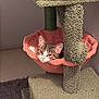 cat, tabby_cat, cat_tree, hammock, pet, indoor, furniture, relaxed, curious, animal, cozy, soft_texture, green, coral, resting, whiskers, ears, face, cute, home