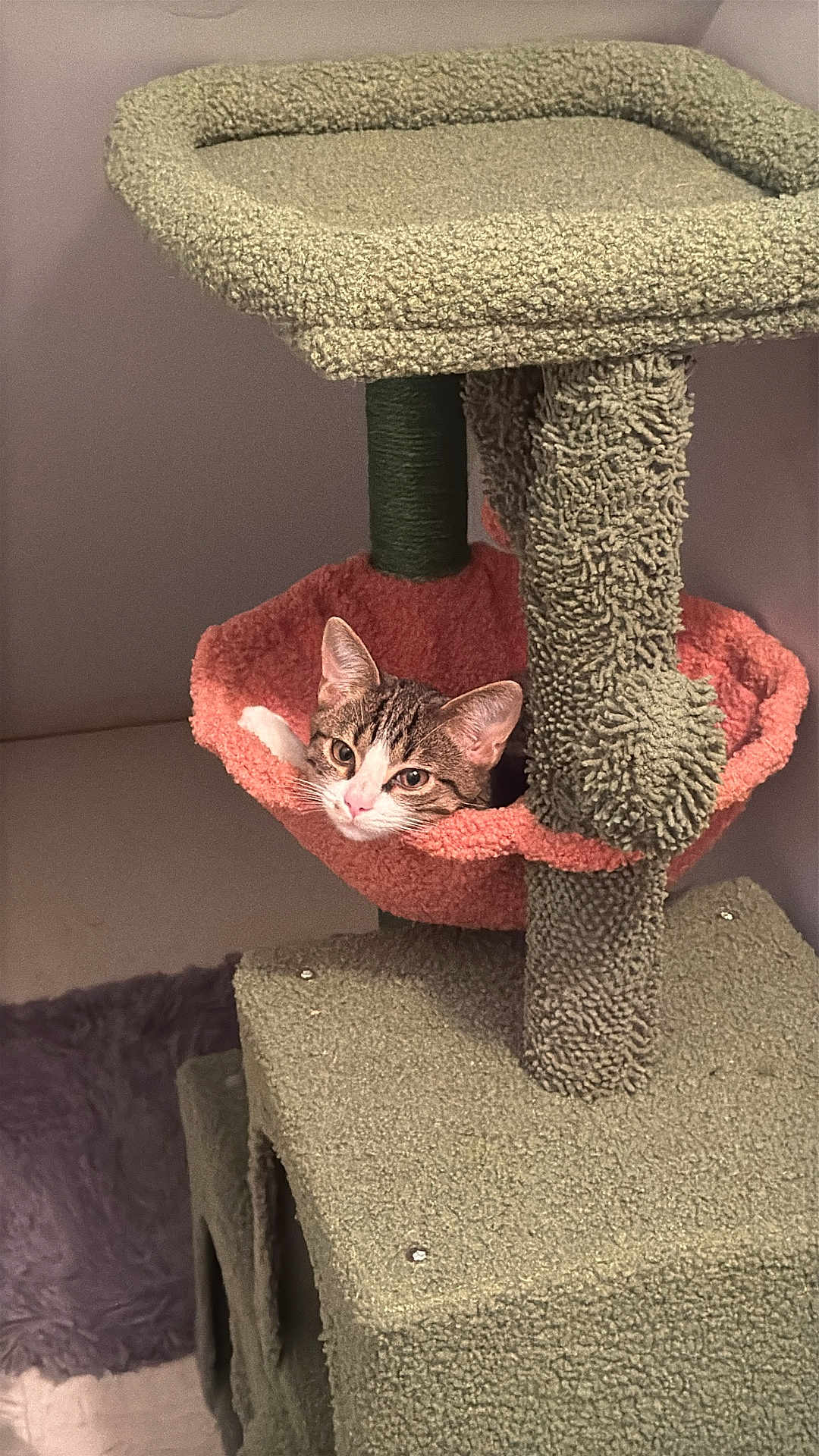 Louis joined the competition — help win amazing prizes! cat, tabby_cat, cat_tree, hammock, pet, indoor, furniture, relaxed, curious, animal, cozy, soft_texture, green, coral, resting, whiskers, ears, face, cute, home