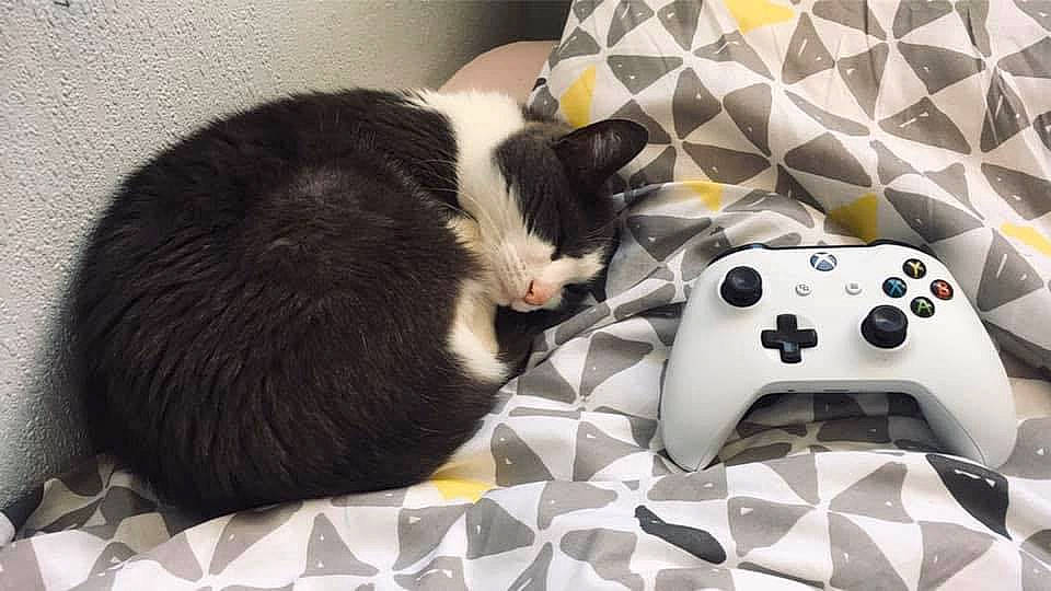 Nobu a rejoint le concours — aidez-le/la à gagner de superbes lots ! black_and_white, carnivore, cat, electronic_device, felidae, gadget, game_controller, input_device, joystick, paw, play, small_to_medium_sized_cats, technology, video_game_console, whiskers