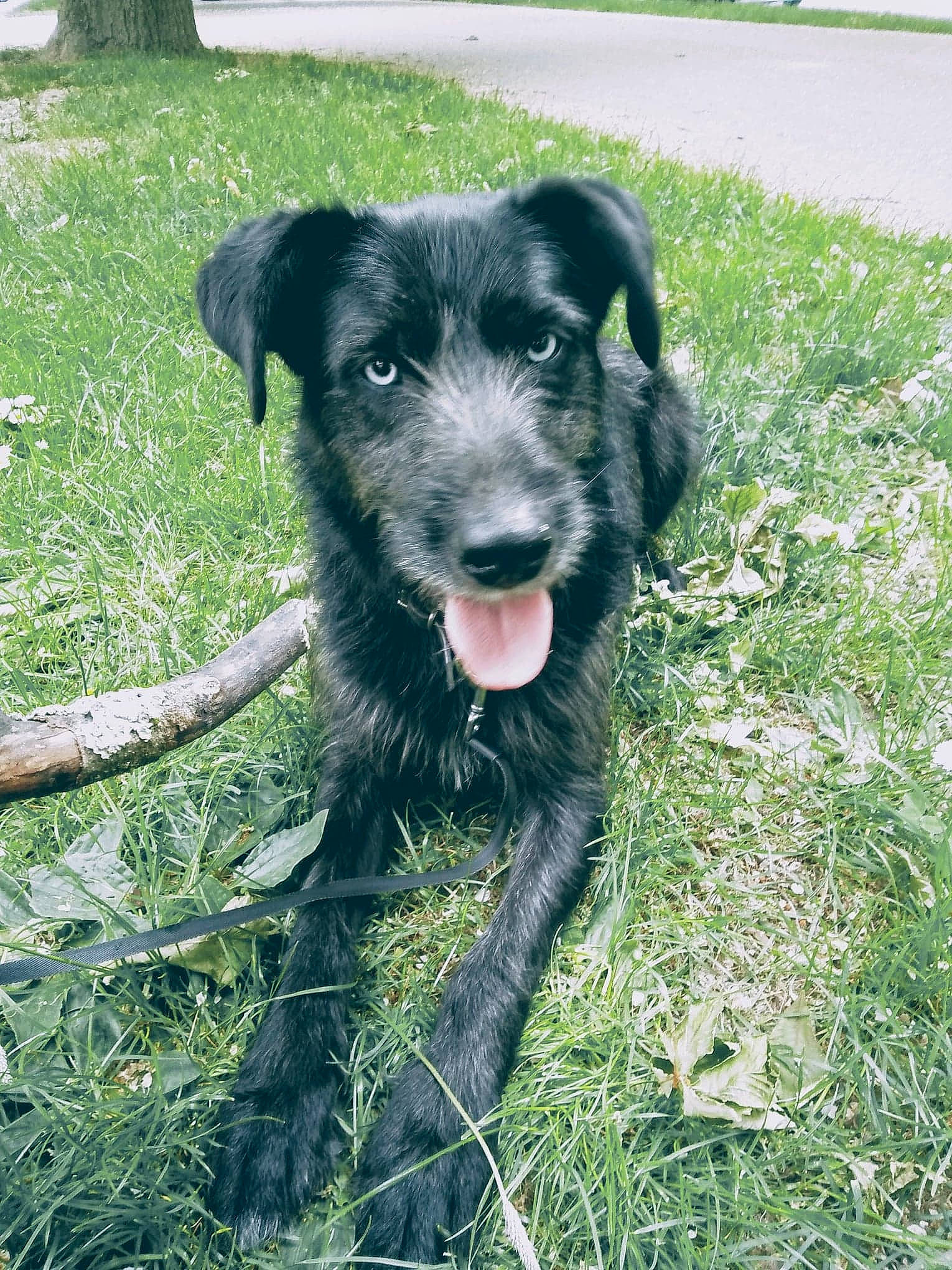 Eliott participe au concours pour gagner de l'argent avec cette photo : black_and_tan_terrier, canidae, carnivore, companion_dog, dog, dog_breed, mammal, patterdale_terrier, rare_breed_dog, snout, sporting_group, terrier, vertebrate, working_terrier