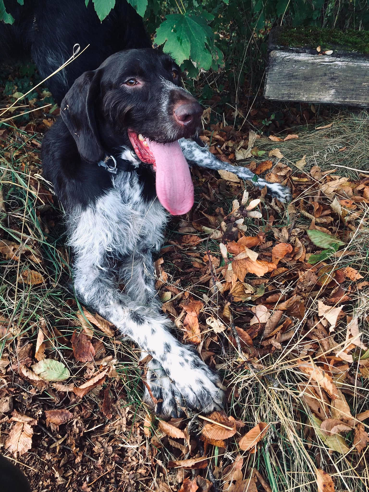 Larry a rejoint le concours — aidez-le/la à gagner de superbes lots ! blue_picardy_spaniel, canidae, carnivore, dog, dog_breed, english_cocker_spaniel, french_spaniel, german_longhaired_pointer, german_spaniel, grand_bleu_de_gascogne, gun_dog, hunting_dog, large_munsterlander, picardy_spaniel, pointing_breed, retriever, russian_spaniel, small_munsterlander, spaniel, sporting_group
