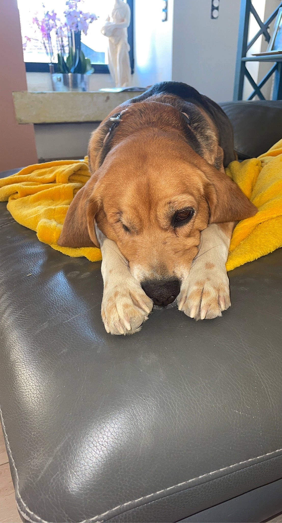 Layia a rejoint le concours — aidez-le/la à gagner de superbes lots ! ball, canidae, carnivore, comfort, companion_dog, dog, dog_breed, dog_supply, fawn, flooring, fur, hound, liver, paw, snout, sporting_group, working_animal