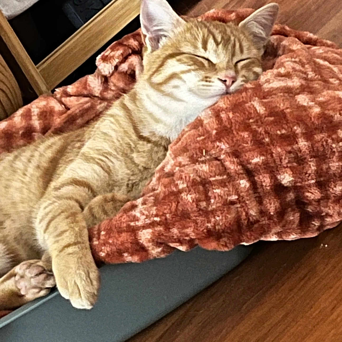 Nini a rejoint le concours — aidez-le/la à gagner de superbes lots ! animal, blanket, cat, cozy, cute, domestic, feline, fur, furniture, home, indoor, nap, orange_tabby, paw, pet_bed, relaxing, resting, sleeping, soft_texture, wood_floor