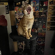 Nini participe au concours pour gagner de l'argent avec cette photo : animal, anime, cat, cat_tree, cozy, cute, dark, domestic_cat, feline, furniture, ginger_cat, home, indoor, mouth_open, orange_fur, pet, poster_wall, quiet, sitting, yawning