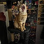 animal, anime, cat, cat_tree, cozy, cute, dark, domestic_cat, feline, furniture, ginger_cat, home, indoor, mouth_open, orange_fur, pet, poster_wall, quiet, sitting, yawning