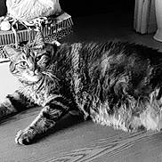 Miss Luna is registered to the contest to win money with this photo: animal, black_and_white, cat, cozy, curious, domestic, ears, eyes, feline, fur, household, indoor, lying_down, mammal, pet, relaxed, resting, tabby, whiskers, wooden_floor