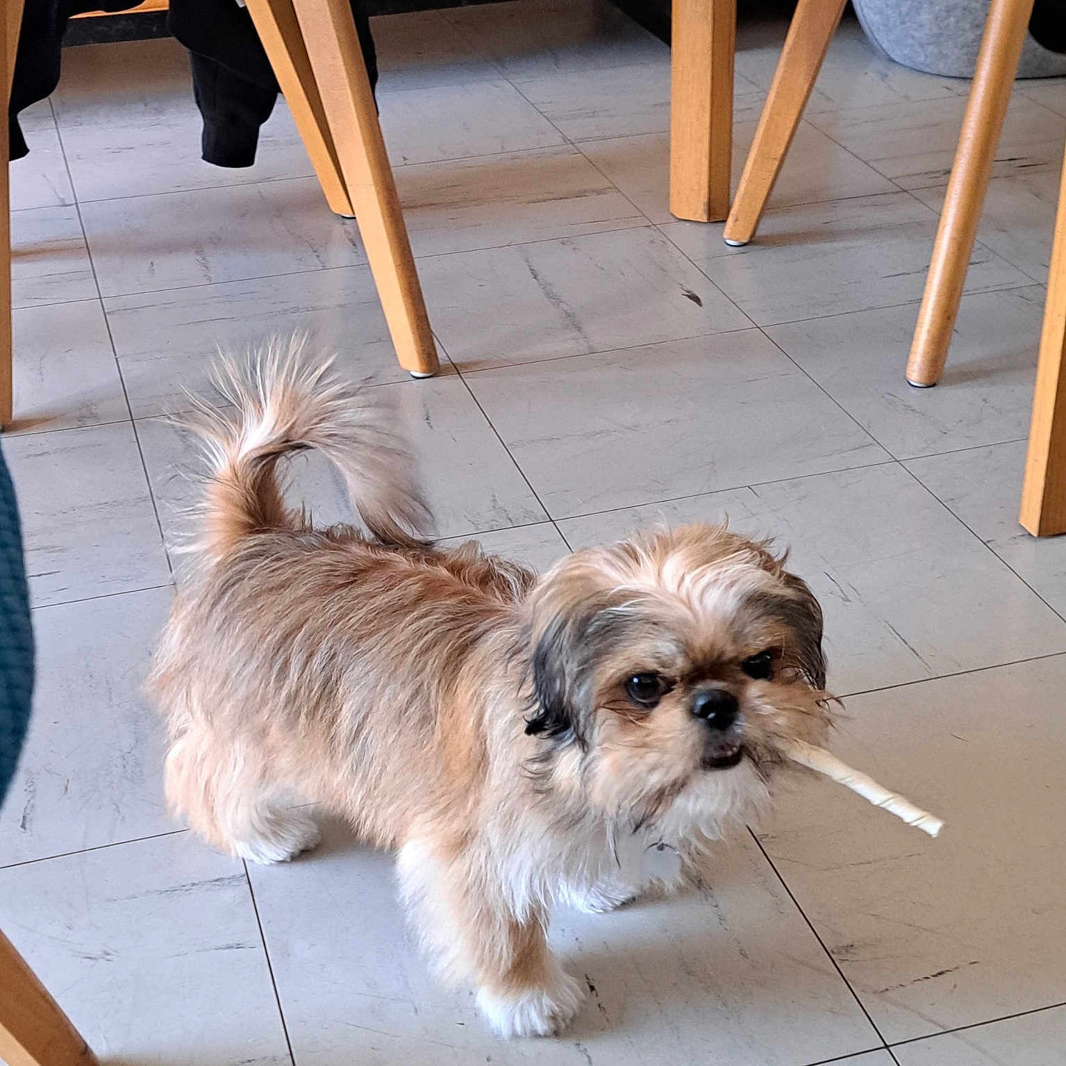 Vaïana participe au concours pour gagner de l'argent avec cette photo : affenpinscher, animal, barstool, boy, canine, child, diningtable, dog, furniture, hardwood, indoors, interiordesign, male, person, pet, plywood, puppy, table, terrier, wood