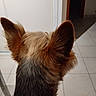 animal, back_of_head, black_fur, brown_fur, canine, close_up, companion, dog, domestic, doorway, ears, fur, home, indoor, looking_away, pet, quiet, still, tile_floor, white_wall