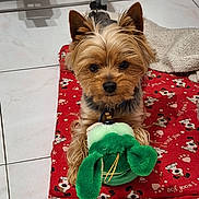 Sten a rejoint le concours — aidez-le/la à gagner de superbes lots ! animal, blanket, cozy, cute, dog, dog_bed, ears_up, floor, fur, home, indoor, looking, lying_down, pet, plush_toy, red_bed, small_dog, tile_floor, toy, yorkshire_terrier