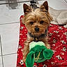 animal, blanket, cozy, cute, dog, dog_bed, ears_up, floor, fur, home, indoor, looking, lying_down, pet, plush_toy, red_bed, small_dog, tile_floor, toy, yorkshire_terrier