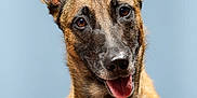 Nala participe au concours pour gagner de l'argent avec cette photo : dog, canine, pet, portrait, close_up, ears, tongue, happy, animal, furry, brown, black, face, looking, eyes, studio, background, muzzle, expression, friendly