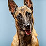 dog, canine, pet, portrait, close_up, ears, tongue, happy, animal, furry, brown, black, face, looking, eyes, studio, background, muzzle, expression, friendly