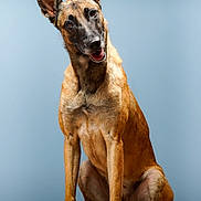 Nala participe au concours pour gagner de l'argent avec cette photo : dog, belgian_malinois, pet, animal, canine, sitting, head_tilt, indoor, portrait, brown_fur, alert, friendly, floor, ears, looking_at_camera, young_dog, studio, curious, tongue_out, background