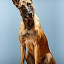 dog, belgian_malinois, pet, animal, canine, sitting, head_tilt, indoor, portrait, brown_fur, alert, friendly, floor, ears, looking_at_camera, young_dog, studio, curious, tongue_out, background