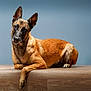 Nala participe au concours pour gagner de l'argent avec cette photo : dog, belgian_malinois, canine, pet, animal, wooden_surface, portrait, indoor, looking, ears_up, alert, brown_fur, black_muzzle, relaxed, laying_down, studio_light, side_view, domestic_animal, companion, curious