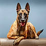 Nala participe au concours pour gagner de l'argent avec cette photo : dog, belgian_malinois, canine, pet, animal, lying_down, wooden_surface, tongue_out, ears_up, alert, relaxed, portrait, studio, blue_background, fur, paw, snout, domestic_animal, mammal, companion