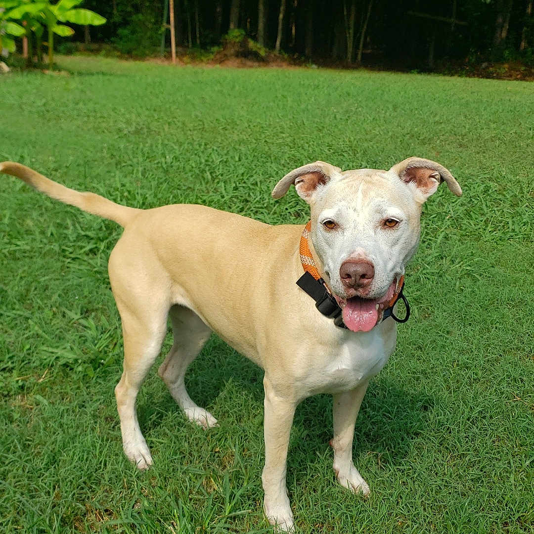 Zeena joined the competition — help win amazing prizes! dog, pit_bull, tan_dog, white_face, outdoor, grass, backyard, garden, trees, forest, fence, standing, happy, smiling, tongue_out, collar, leash, tail, pet, animal