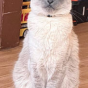 Tokyo is registered to the contest to win money with this photo: animal, blue_eyes, calm, cat, collar, cute, domestic_animal, ears, feline, floor, fluffy, fur, household, indoor, pet, portrait, sitting, toy, whiskers, wooden_floor
