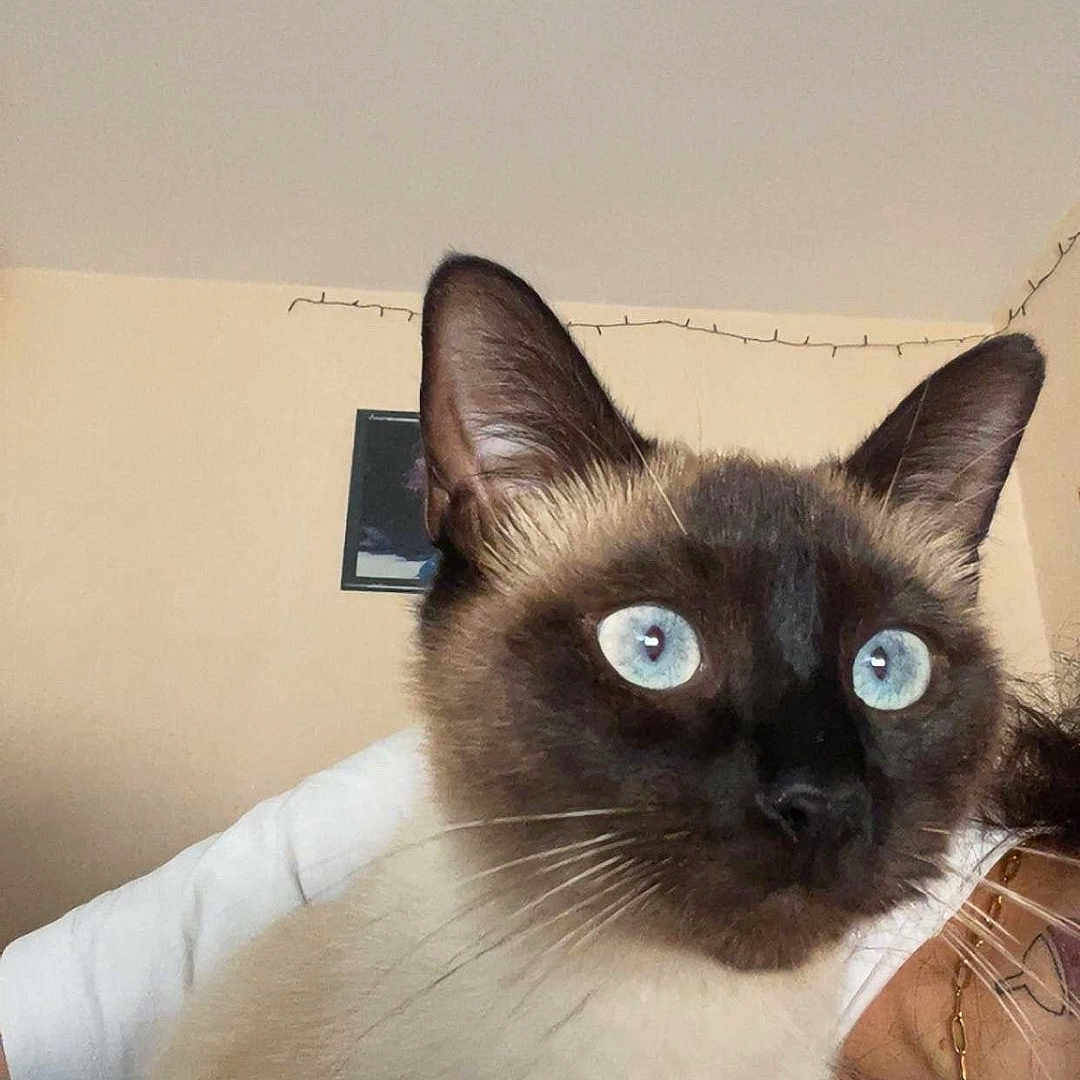 Naksu a rejoint le concours — aidez-le/la à gagner de superbes lots ! animal, bed, blanket, blue_eyes, cat, chain_necklace, close_up, domestic_animal, ears, feline, fur, glasses, indoor, person_partial, pet, portrait, siamese_cat, string_lights, wall, whiskers