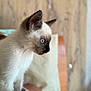 siamese_kitten, cat, blue_eyes, fur, pet, animal, indoor, close_up, side_profile, curious, young, whiskers, ears, soft_fur, wooden_background, blurred_background, cozy, cute, focus, portrait