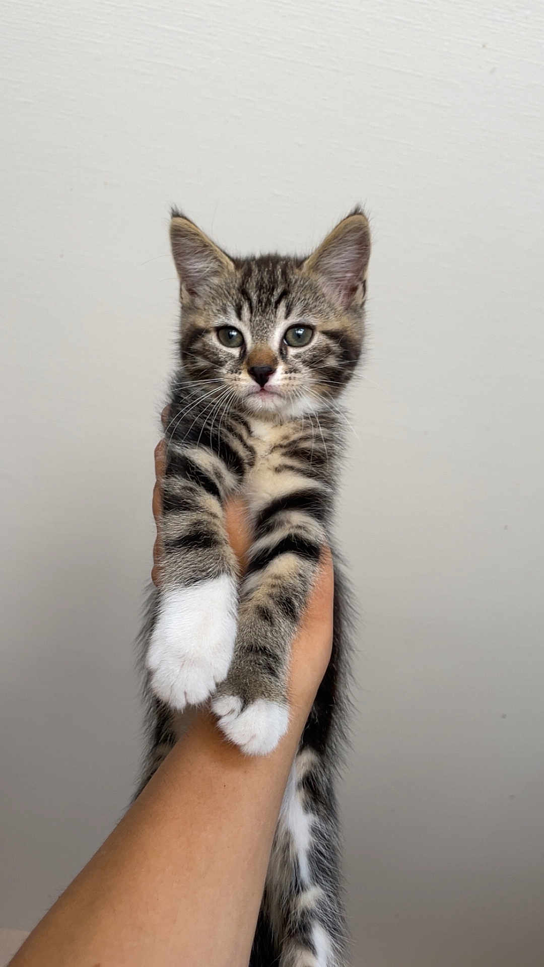 Milo a rejoint le concours — aidez-le/la à gagner de superbes lots ! kitten, cat, tabby, white_paws, hand, holding, pet, animal, feline, cute, young, fur, whiskers, ears, eyes, indoor, portrait, small, domestic, curious