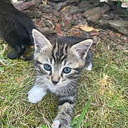 Milo a rejoint le concours — aidez-le/la à gagner de superbes lots ! kitten, tabby, blue_eyes, grass, outdoor, animal, cat, curious, nature, pet, feline, young, walking, moss, rocks, black_cat, background, closeup, whiskers, ears