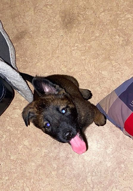 Kooper a rejoint le concours — aidez-le/la à gagner de superbes lots ! canidae, carnivore, comfort, companion_dog, dog, dog_breed, fawn, foot, fur, kitchen_utensil, liver, non_sporting_group, paw, puppy, snout, sporting_group, tableware, terrestrial_animal, whiskers, working_animal