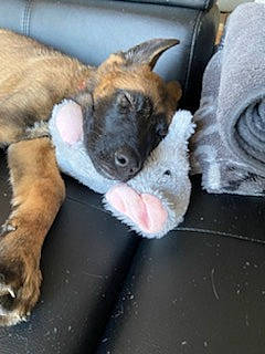 Kooper participe au concours pour gagner de l'argent avec cette photo : canidae, carnivore, claw, comfort, companion_dog, dog, dog_breed, fawn, fur, nap, non_sporting_group, old_german_shepherd_dog, paw, snout, sporting_group, street_dog, tail, whiskers, working_animal, working_dog