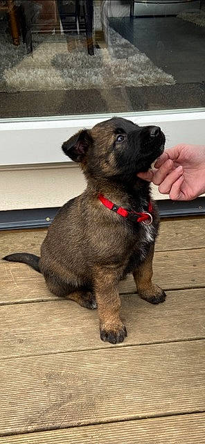 Kooper participe au concours pour gagner de l'argent avec cette photo : canidae, carnivore, claw, collar, companion_dog, dog, dog_breed, dog_collar, fawn, fur, guard_dog, leash, liver, paw, pet_supply, tail, terrestrial_animal, wood, working_animal, working_dog