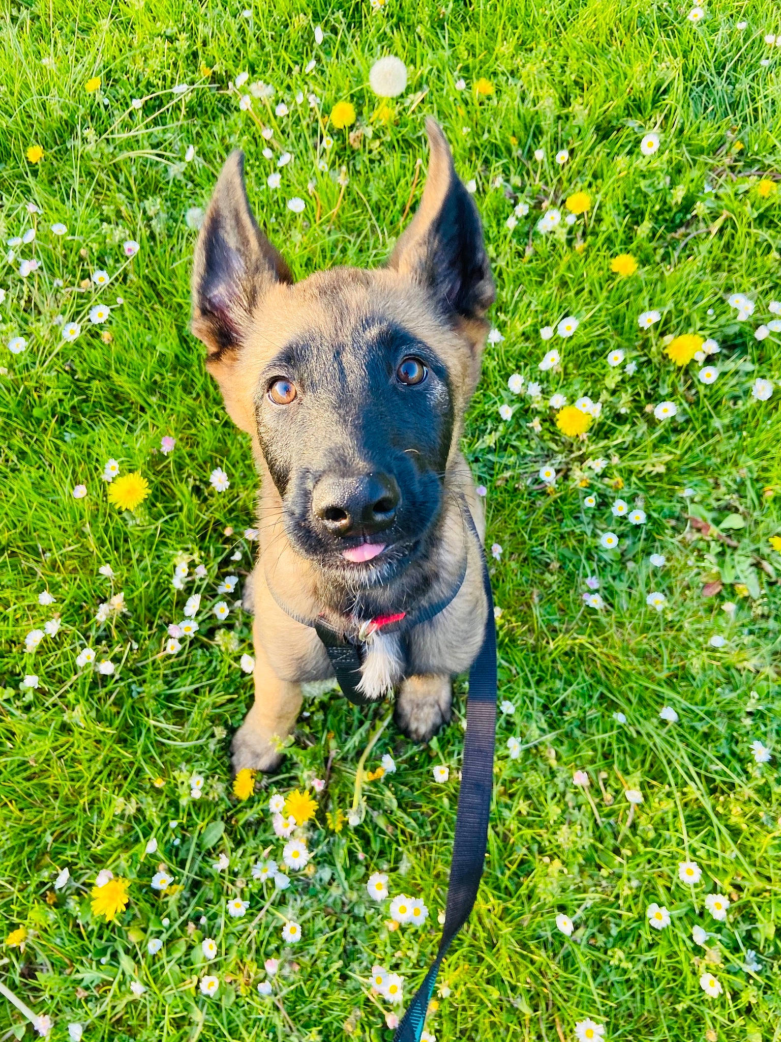 Kooper a rejoint le concours — aidez-le/la à gagner de superbes lots ! annual_plant, canidae, carmine, carnivore, companion_dog, dog, dog_breed, electric_blue, fawn, flower, grass, groundcover, herbaceous_plant, people_in_nature, petal, plant, snout, sporting_group, terrestrial_animal, working_animal