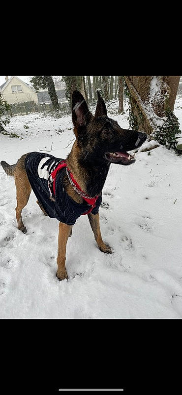 Kooper a rejoint le concours — aidez-le/la à gagner de superbes lots ! carnivore, collar, companion_dog, dog, dog_breed, dog_clothes, dog_collar, dog_supply, east_european_shepherd, fawn, guard_dog, herding_dog, leash, pet_supply, plant, snow, tail, winter, working_animal, working_dog